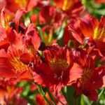 12 red Alstroemeria