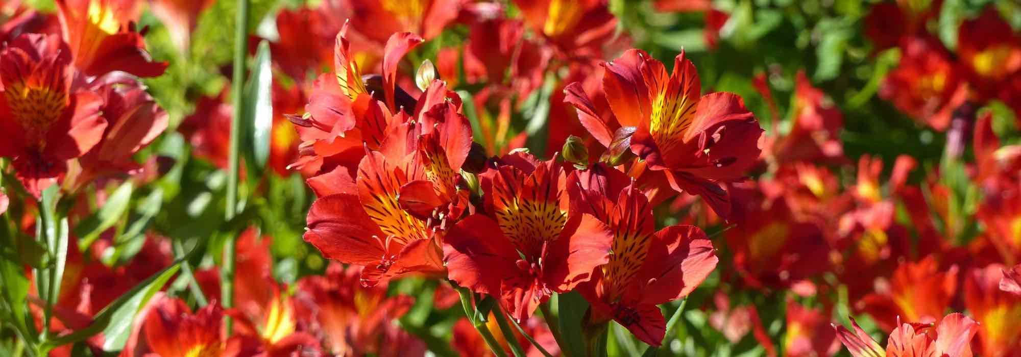 12 red Alstroemeria