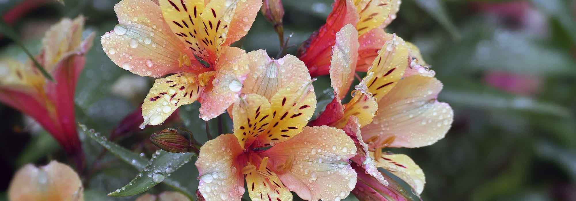 Alstroemeria: the most beautiful varieties