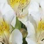 8 white Alstroemeria