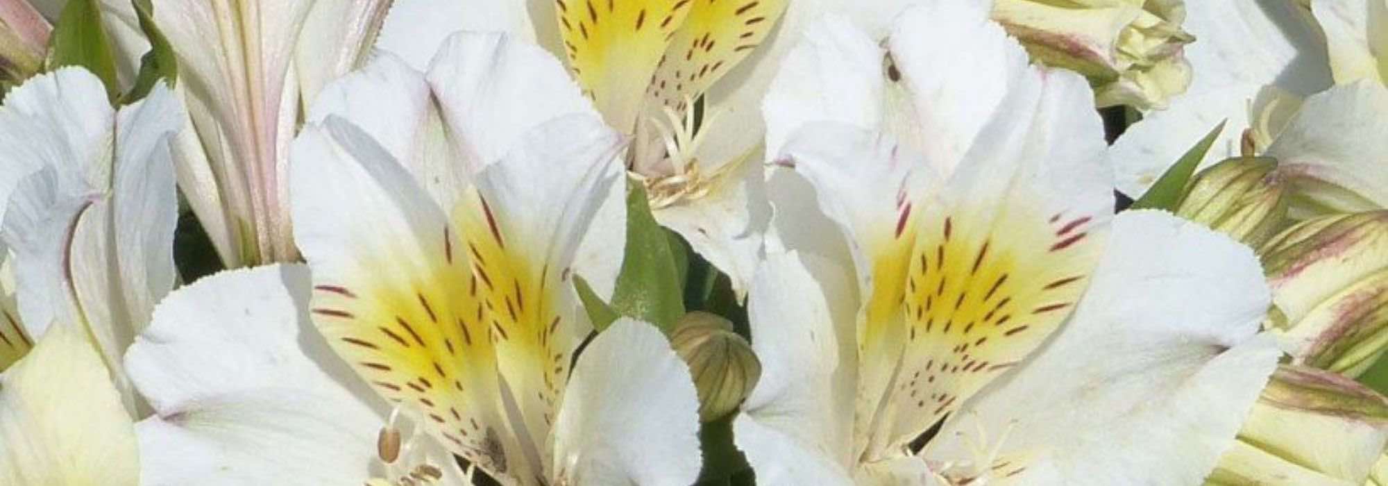 8 white Alstroemeria