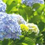 Hydrangea: how to save it after a heatwave?