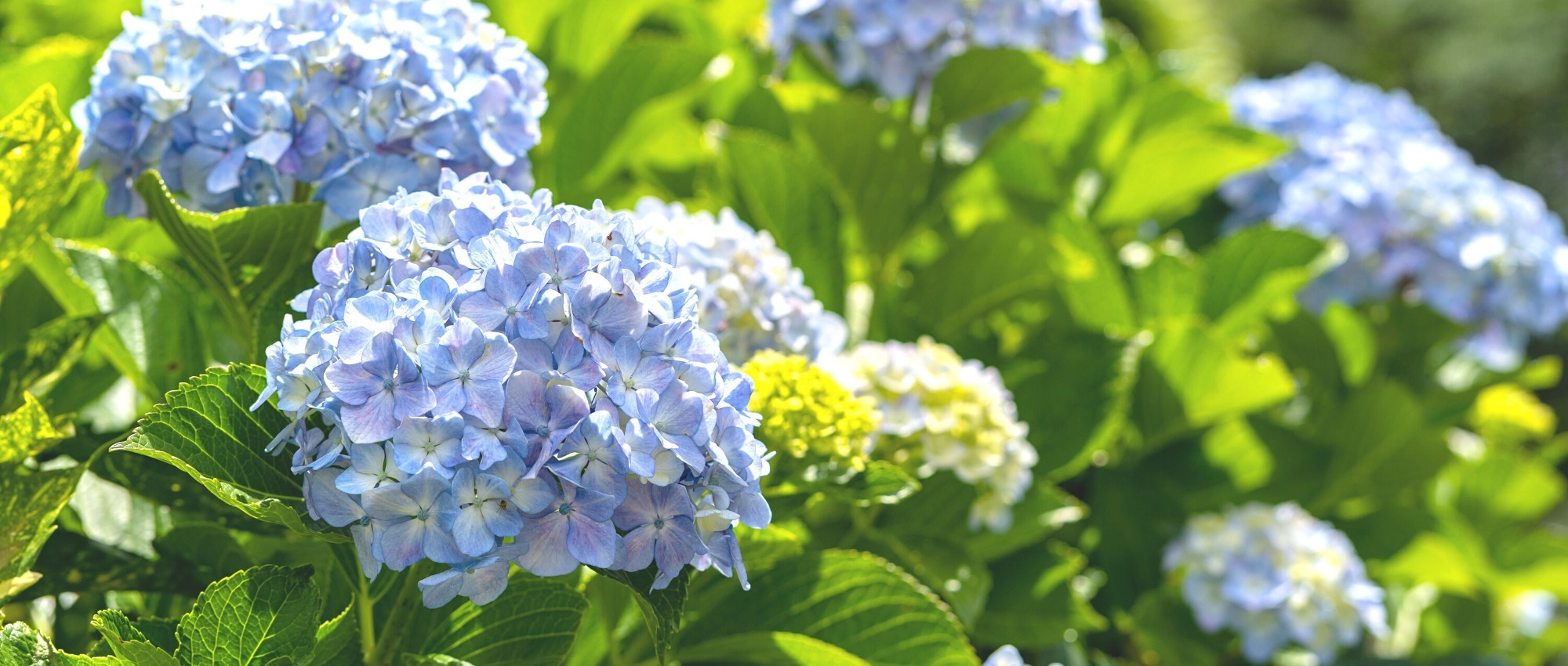 Hydrangea: how to save it after a heatwave?