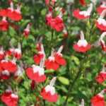 How to propagate shrubby sage?
