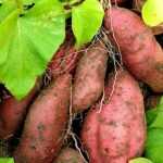 Travelling plants: sweet potato