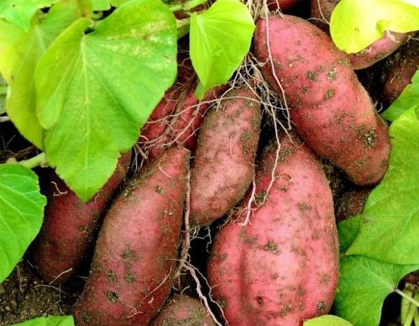 Travelling plants: sweet potato