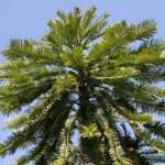 The travelling plants: the Wollemi pine