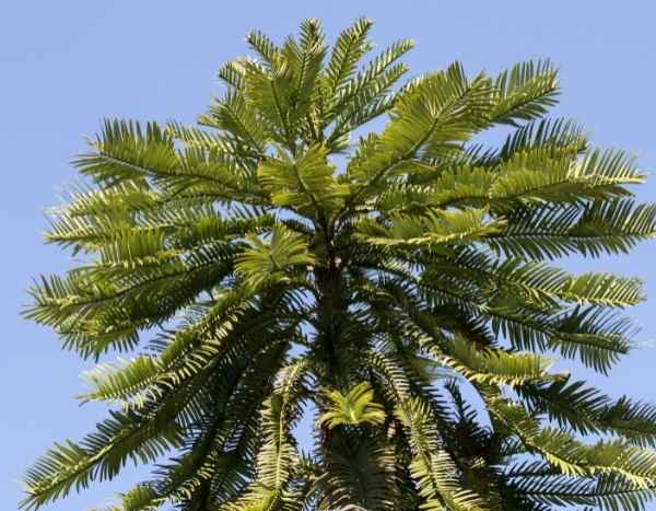 The travelling plants: the Wollemi pine