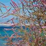 Plants resistant to sea spray