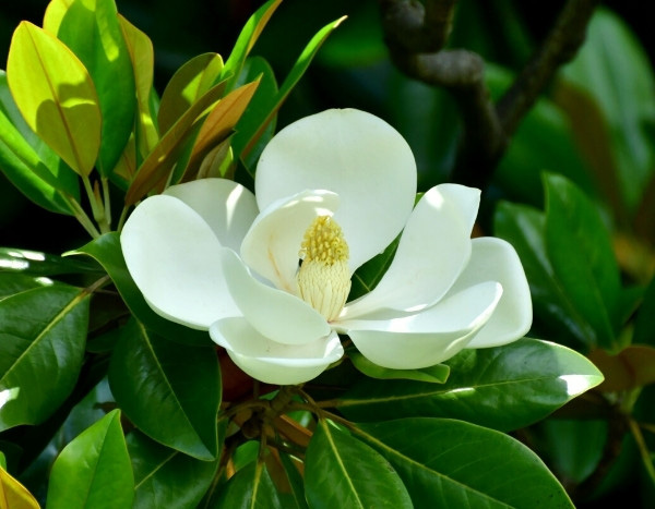 Travelling Plants: Magnolia