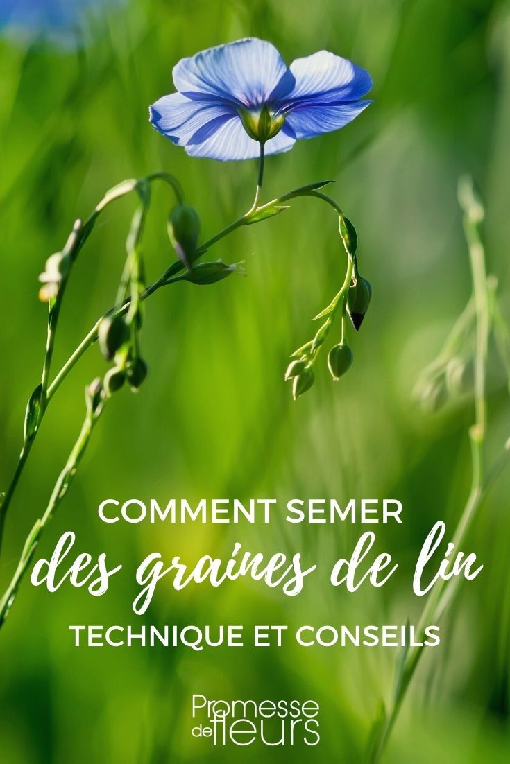 [sowing seed Linum usitatissimum]