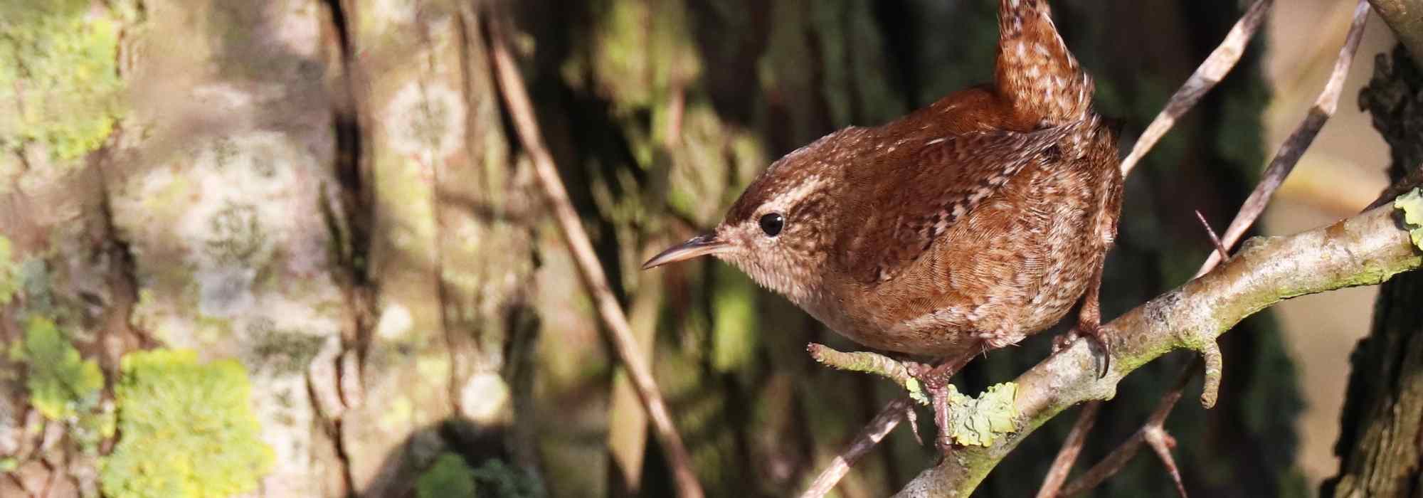 Garden Bird: the Wren