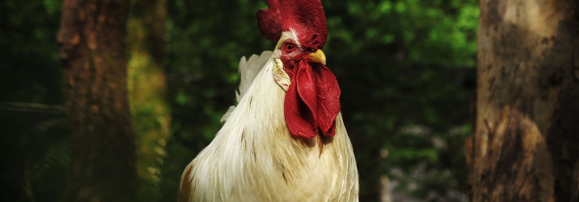 Adopting a rooster: good or bad idea?