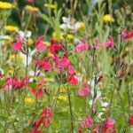 Pairing ideas with shrubby Salvias