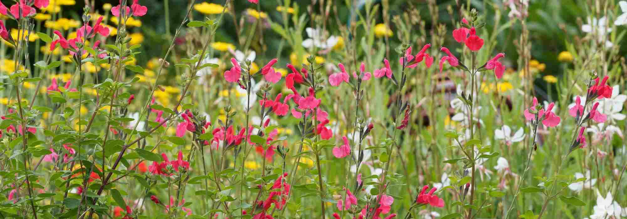 Pairing ideas with shrubby Salvias