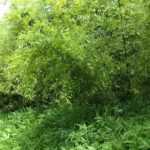 Travelling plants: Bamboos