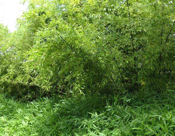 Travelling plants: Bamboos