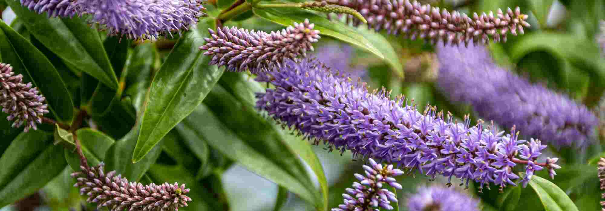 8 Dwarf Butterfly Trees to Discover!