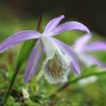 3 pairing ideas with Pleiones