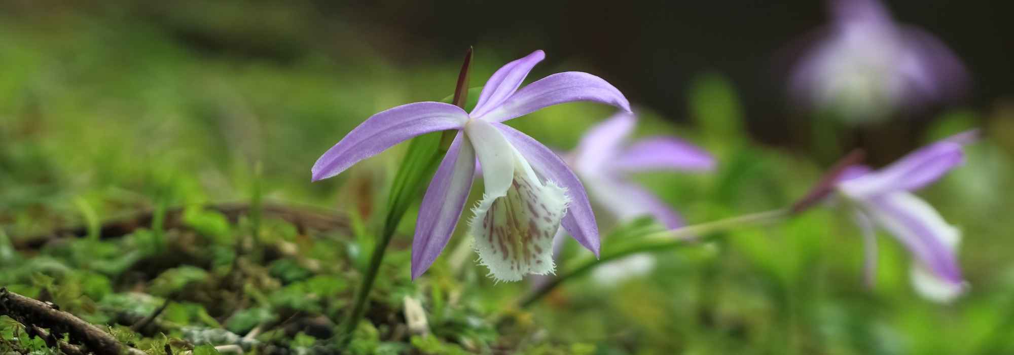 3 pairing ideas with Pleiones