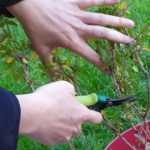 When and how to carry out pruning of shrubby sage?
