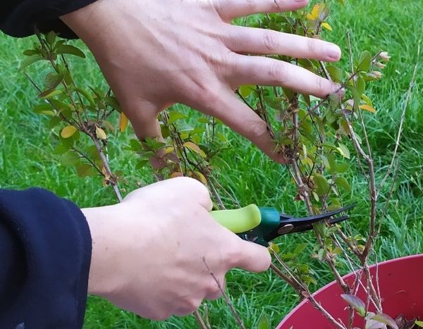 When and how to carry out pruning of shrubby sage?