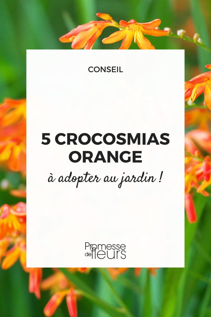 Crocosmia orange: 5 varieties to adopt in the garden