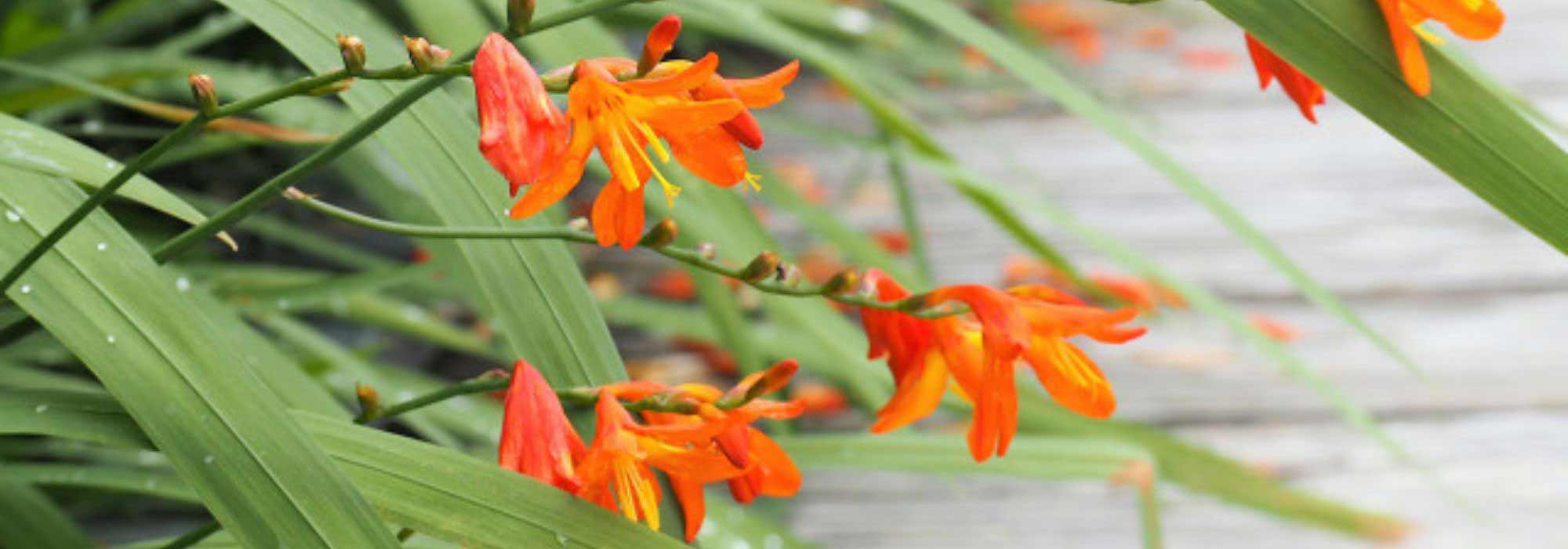 5 orange Crocosmias to discover