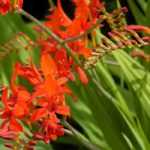 Crocosmias: the 6 most beautiful varieties