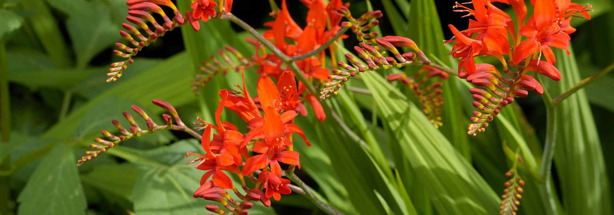 Crocosmias: the 6 most beautiful varieties