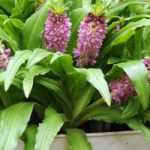 Growing Eucomis in pots