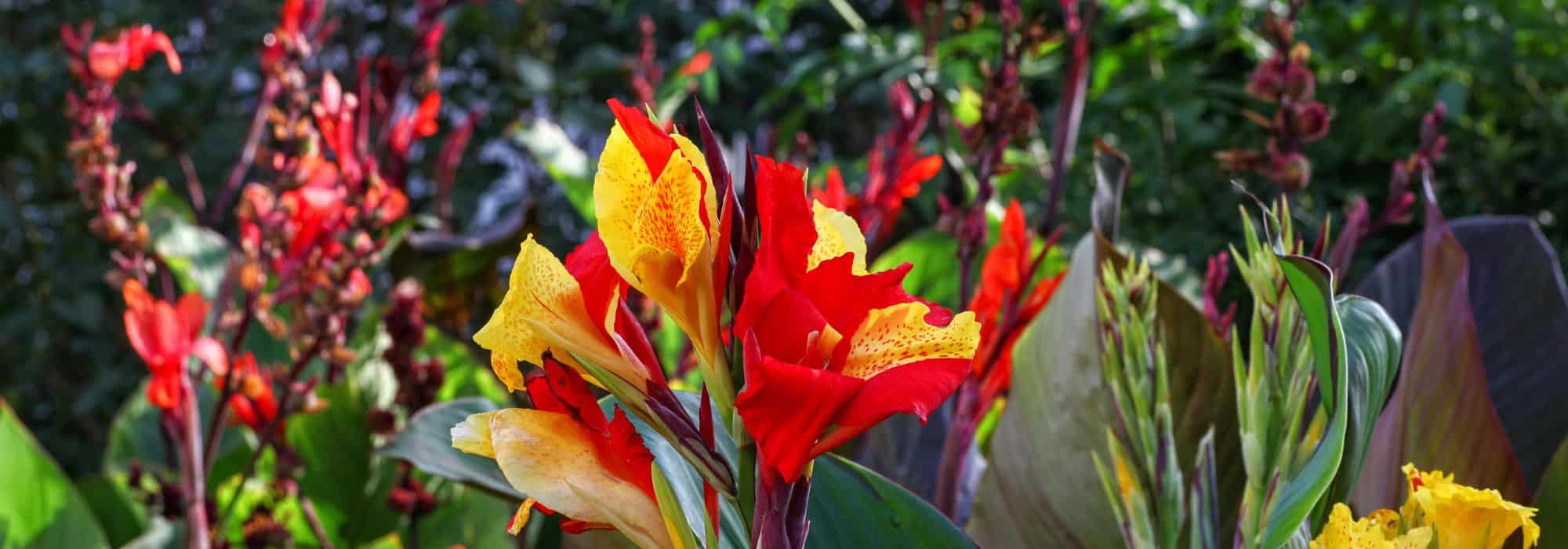 Canna: the most beautiful varieties