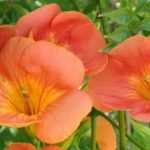 6 climbing plants with late summer flowering