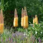 6 pairing ideas with Eremurus
