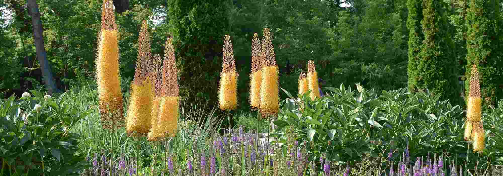 6 pairing ideas with Eremurus