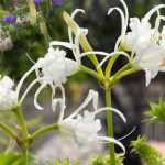 Growing Ismene in a pot