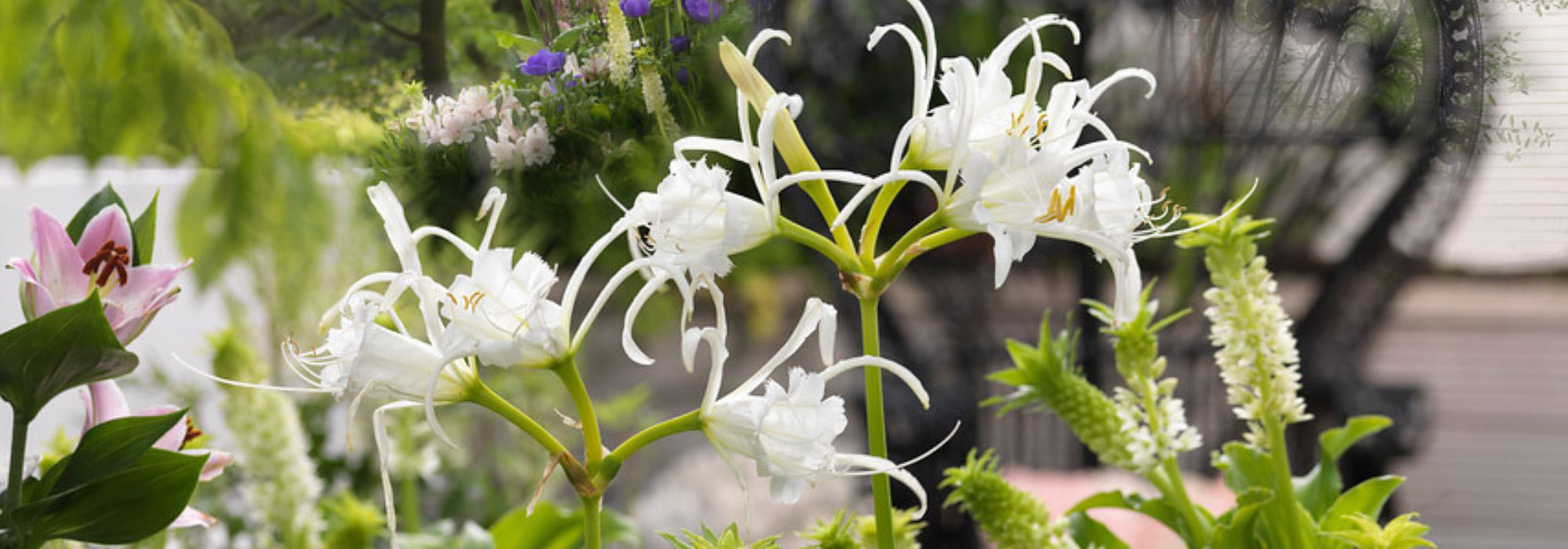Growing Ismene in a pot