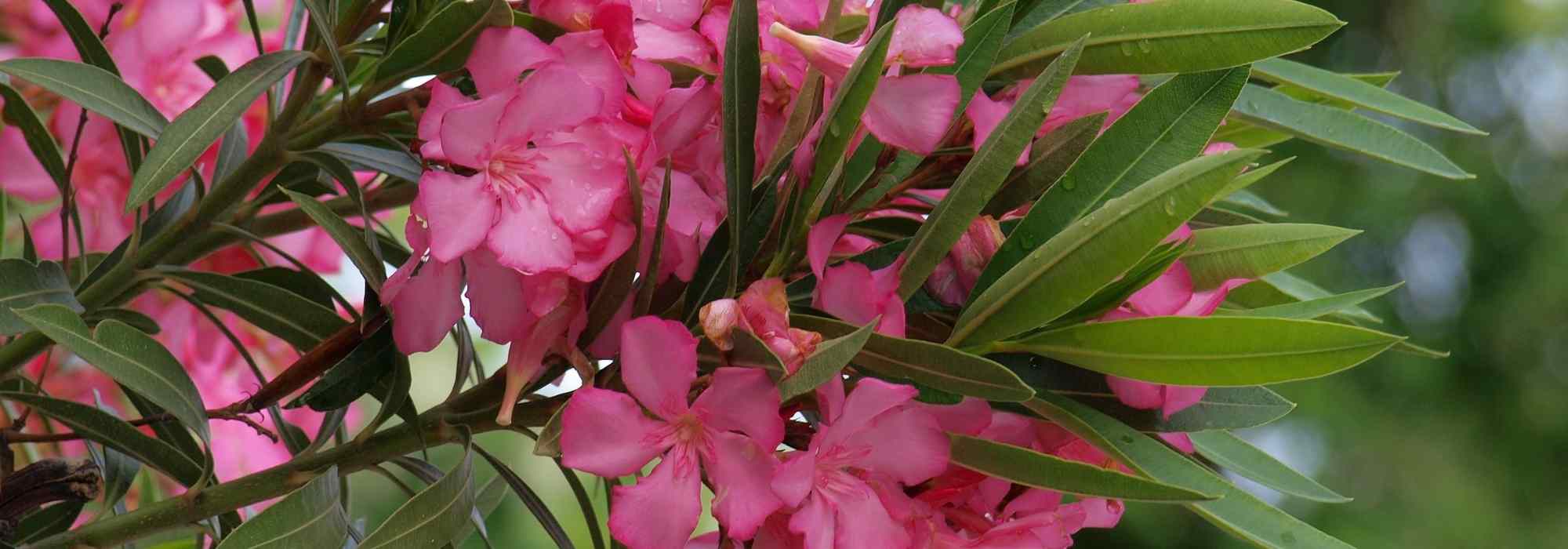 Flowering of the oleander