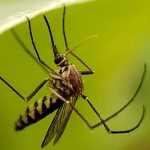 How to prevent mosquito proliferation?