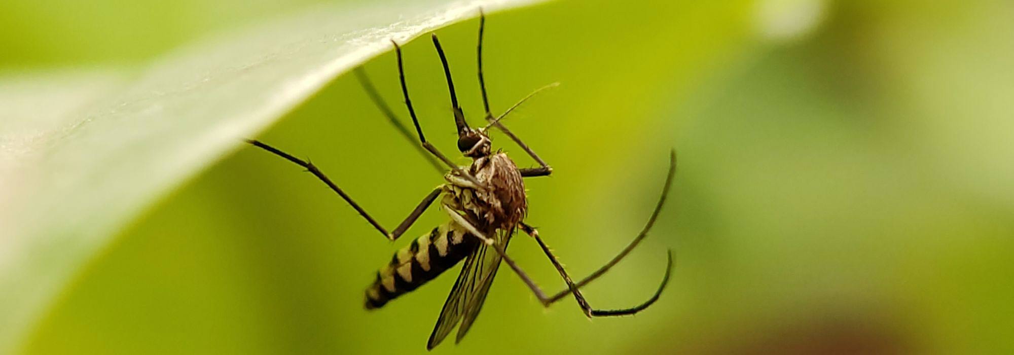 How to prevent mosquito proliferation?