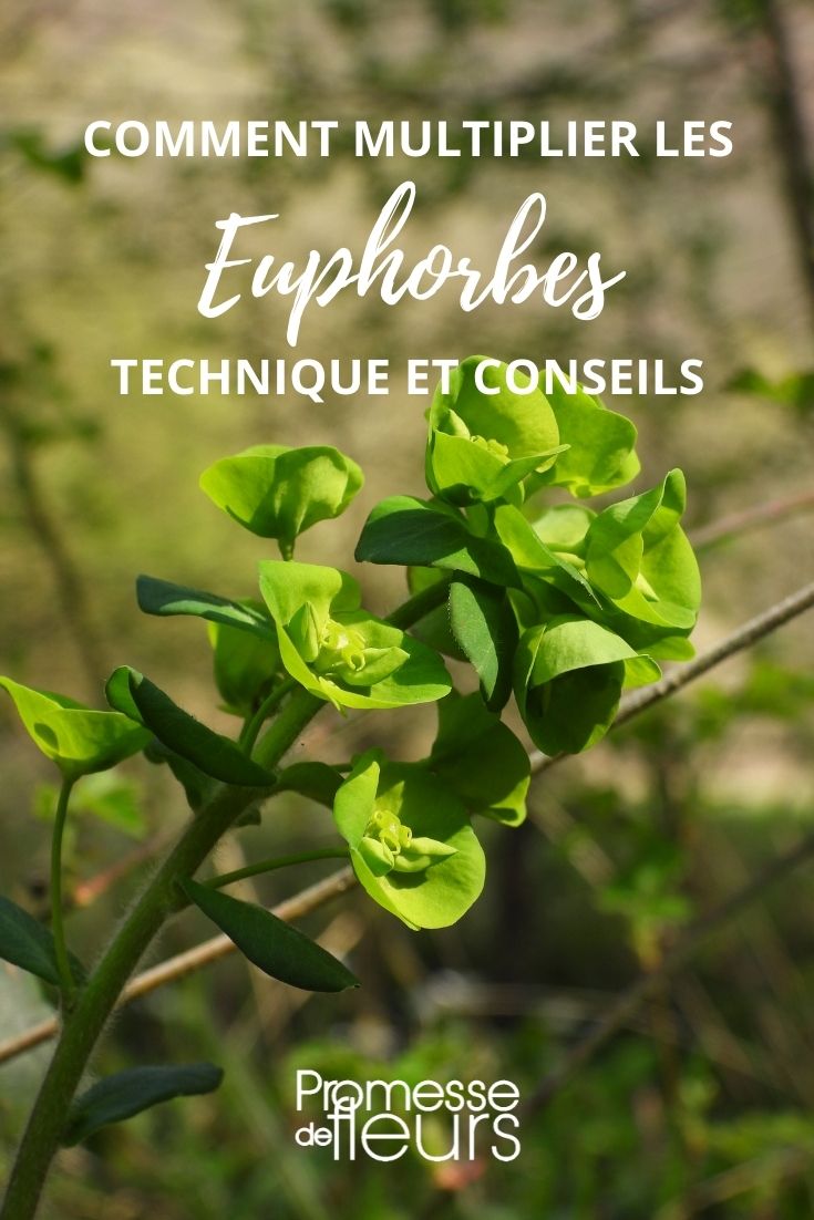 [multiply] Euphorbia
