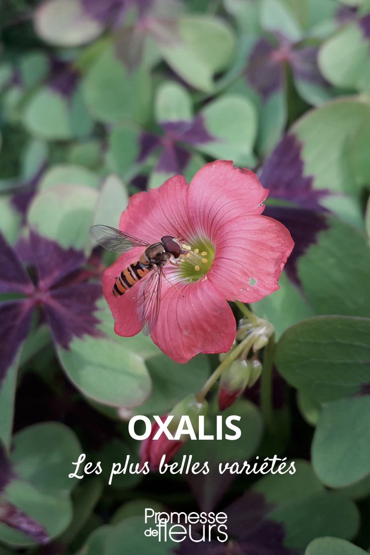 finest varieties of oxalis