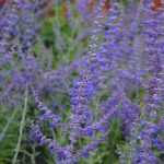 Perovskia 'Blue Spire': a must-have for dry gardens!