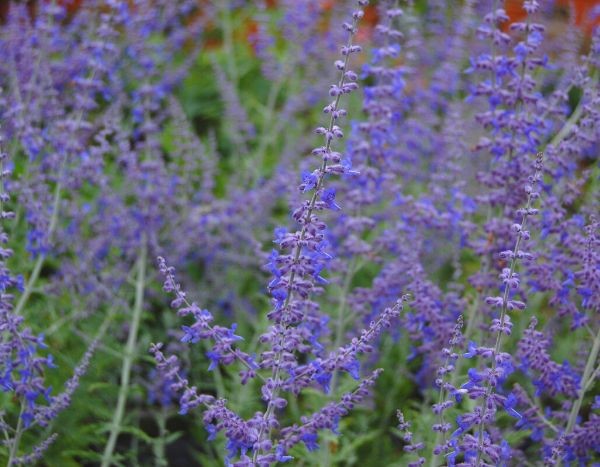 Perovskia 'Blue Spire': a must-have for dry gardens!