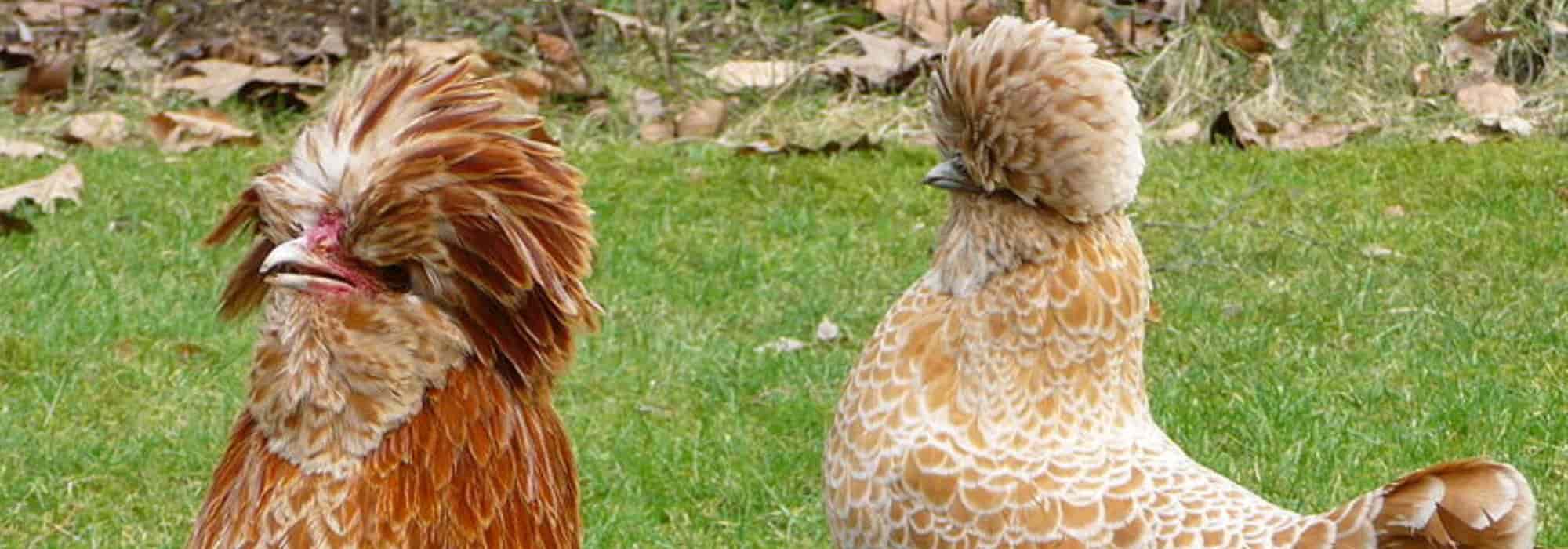 The 10 Most Beautiful Breeds of Rooster