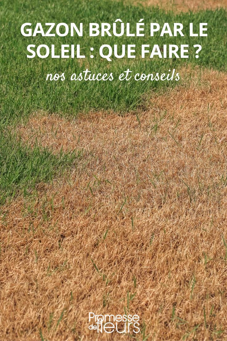 Burnt lawn: what to do?