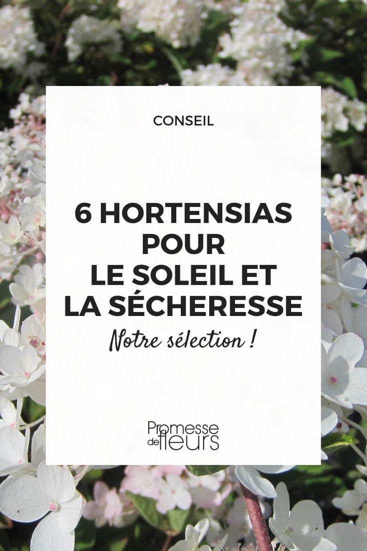 Hydrangea paniculata 'Grandiflora'