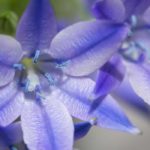 How to combine Triteleias?