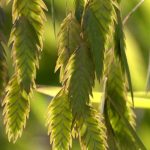 Pairing ideas with Chasmanthium