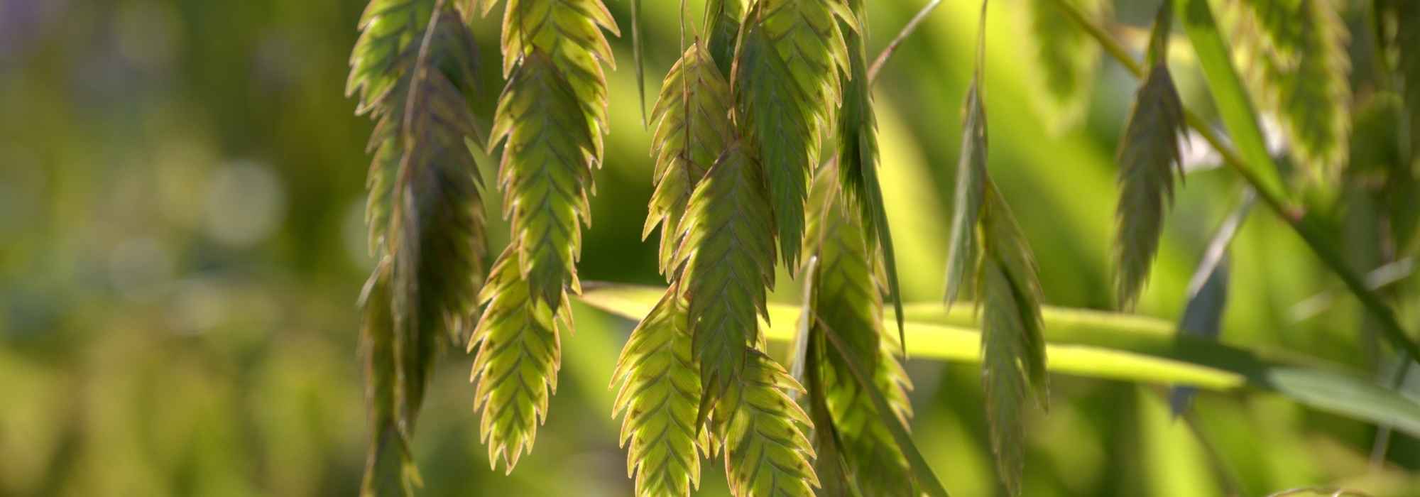 Pairing ideas with Chasmanthium